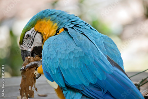the blue and gold macaw is resting on a table while eating © susan flashman