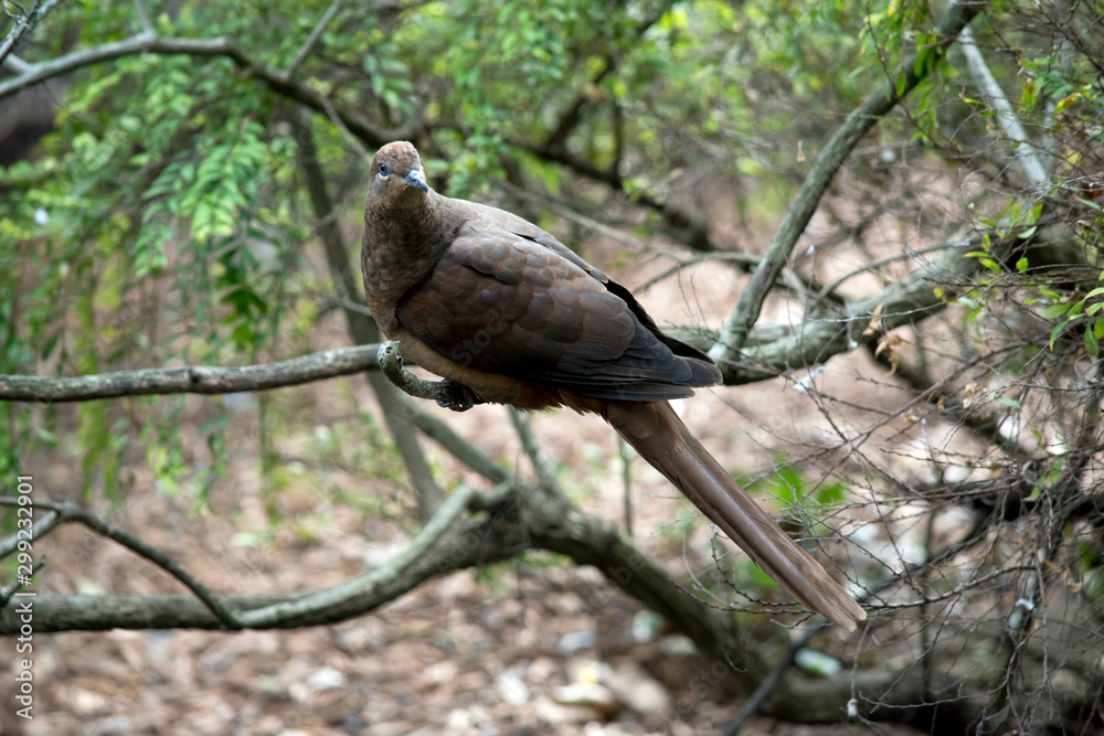 the brown cuckoo dove is hiding in a bush the brown cuckoo dove is hiding in a bush