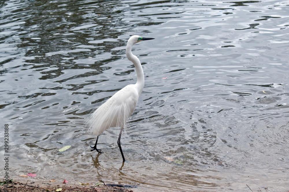 the great egret is looking for a mate