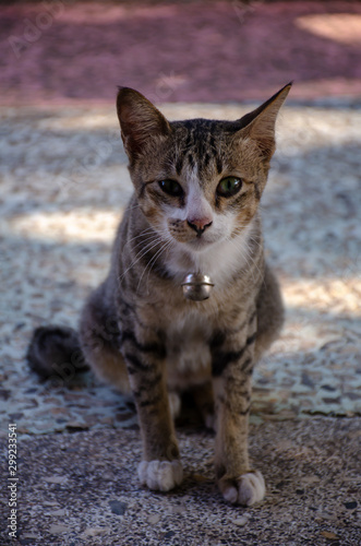 Striped Thai cat looking, Close up Thai cat at home