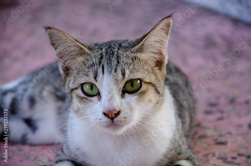 Portrait of Striped Thai cat with big eyes 