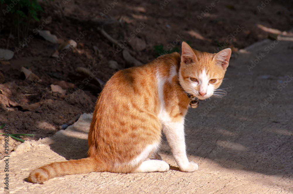 Portrait of orange and white cat, Thai cat relax at outdoor