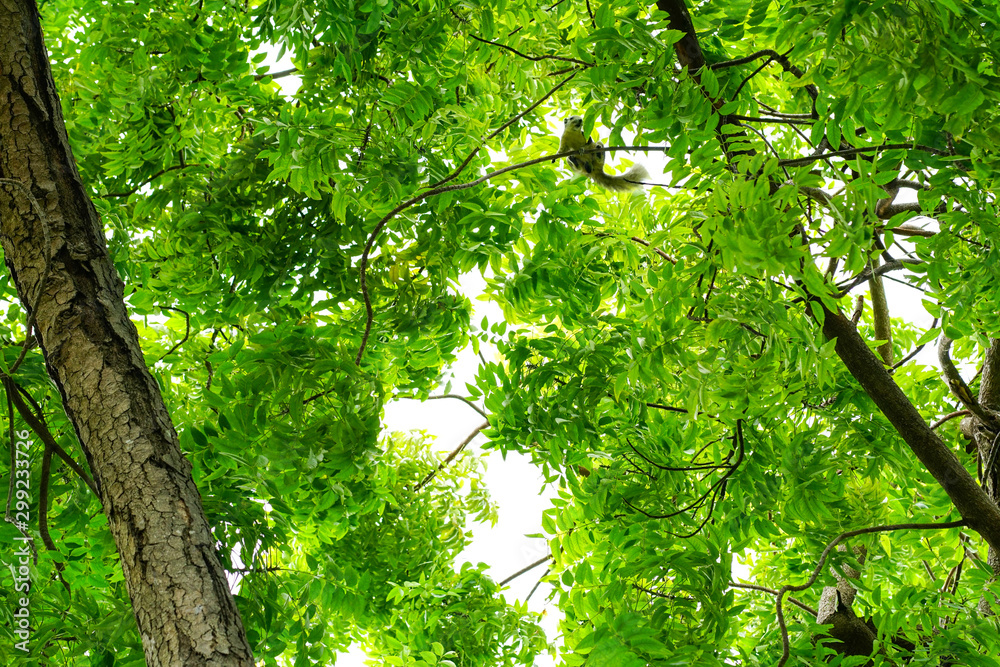 Fototapeta premium Tree branches, green leaves that are squirrels
