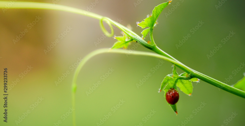 Red ladybug under the green leaves.Soft focus Red ladybug under the green leaves.Soft focus