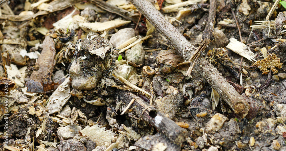 Small frogs camouflage on the ground with wood chips. Small frogs camouflage on the ground with wood chips.