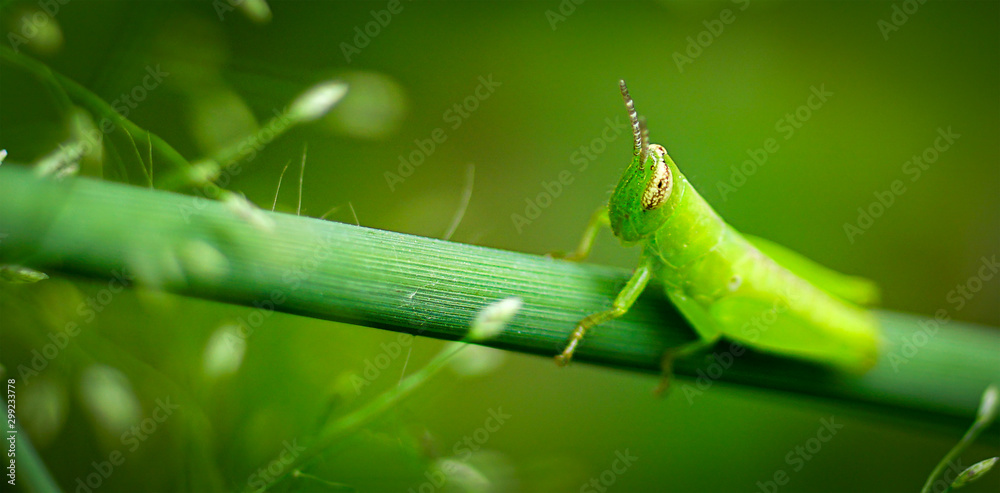 Macro photography of Grasshopper on green leaf in the forest,Soft focus Macro photography of Grasshopper on green leaf in the forest,Soft focus