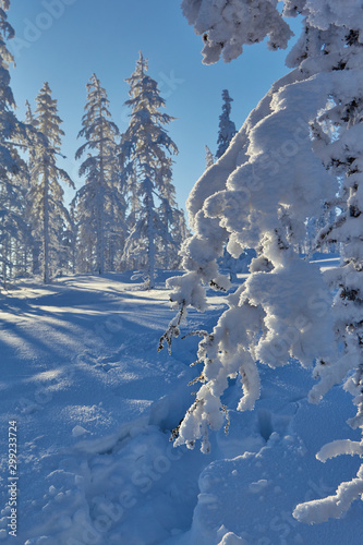 Branches of a larch were inclined under weight of snow against the background of snow-covered hills and trees Kolyma Arkagala-Pass photo