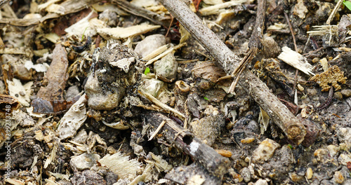 Small frogs camouflage on the ground with wood chips.