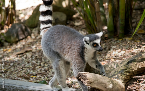 this is a side view of a ring tailed lemur with his tail up