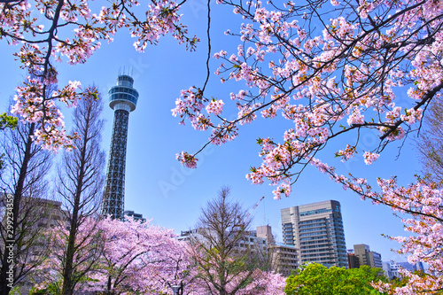 横浜市山下公園の桜とマリンタワー