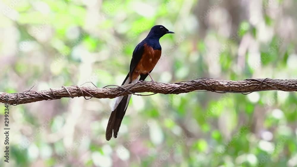 White-rumped Shama Perched on a Vine with Forest Bokeh Background, Copsychus malabaricus, original speed; perching and grooming after catching some food and bathing.