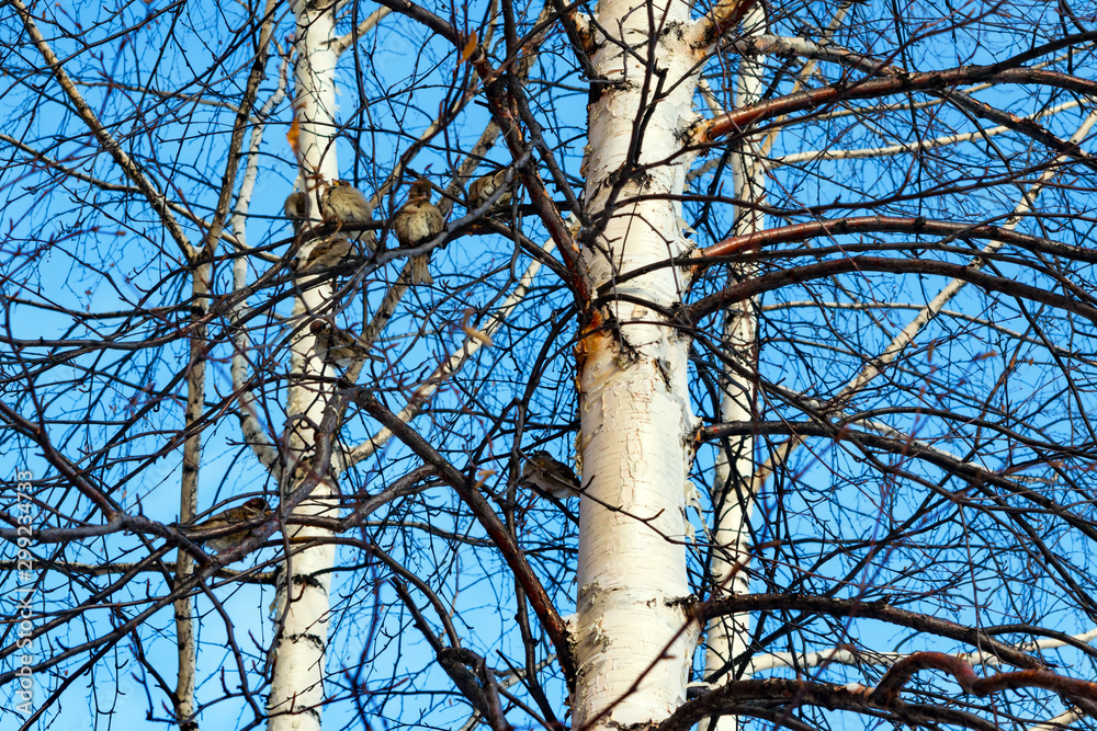 Small birds are sparrows sitting on branches of a birch in autumn against a blue sky, beautiful natural background Small birds are sparrows sitting on branches of a birch in autumn against a blue sky, beautiful natural background