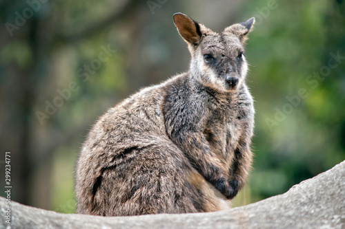 Photos the tammar wallaby is sitting on a rock