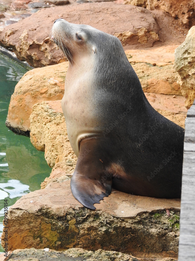 Fototapeta premium seal on a rock
