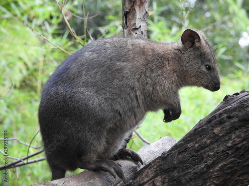 marsupial in australia © Ryan