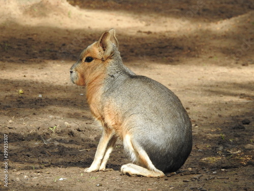 Patagonian mara © Ryan