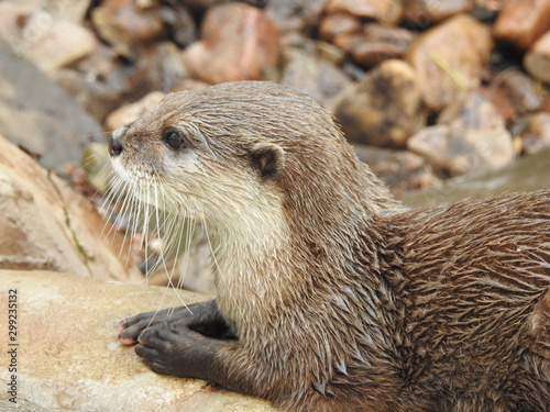 otter close up