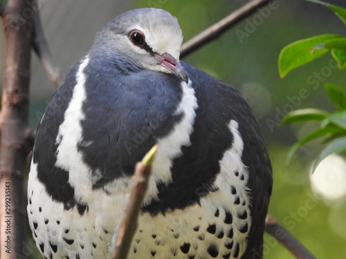 pigeon close up 
