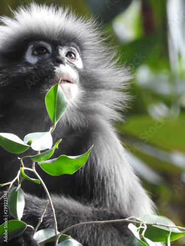 monkey eating 