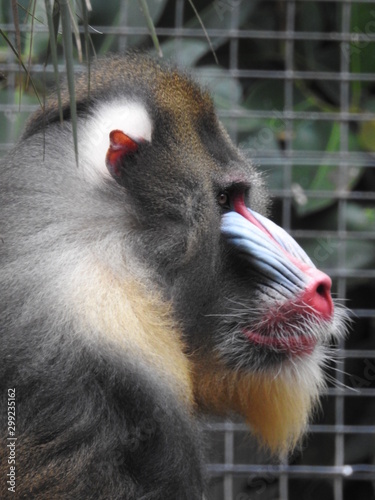 mandrill side view
