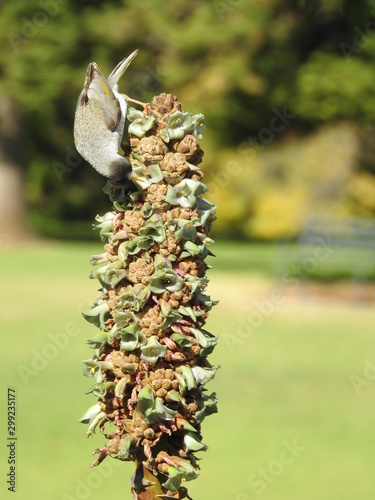 honeyeater bird on a flower