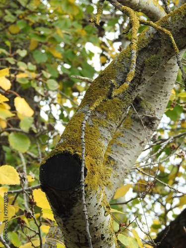 colourful tree