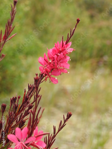 vibrant flowers in the garden