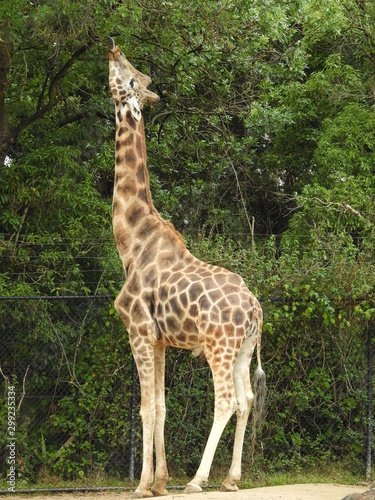 giraffe at the zoo