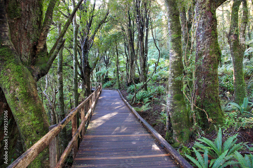 Wooden boardwalk through a dense forest.