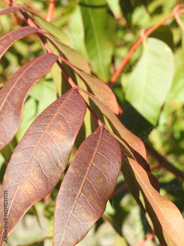 Vibrant autumn leaves up close