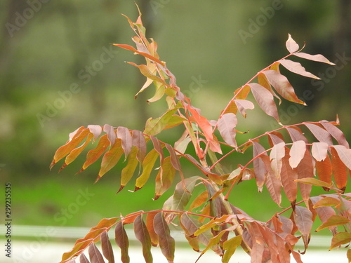 Vibrant autumn leaves in the sun