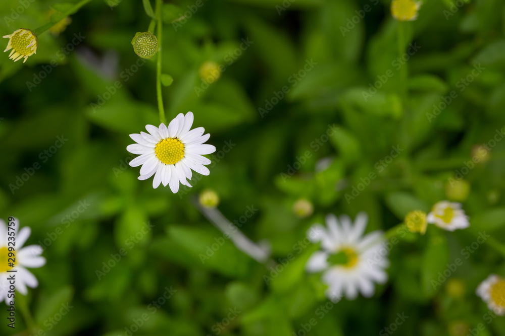Little white daisy flower with green bokeh Little white daisy flower with green bokeh