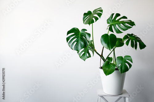 A beautiful Monstera flower in a white pot stands on a white wooden pedestal stand on a white background. The concept of minimalism. Hipster scandinavian style room interior. Empty white wall and copy photo