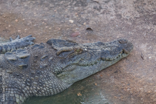 Close-up of Head crocodile