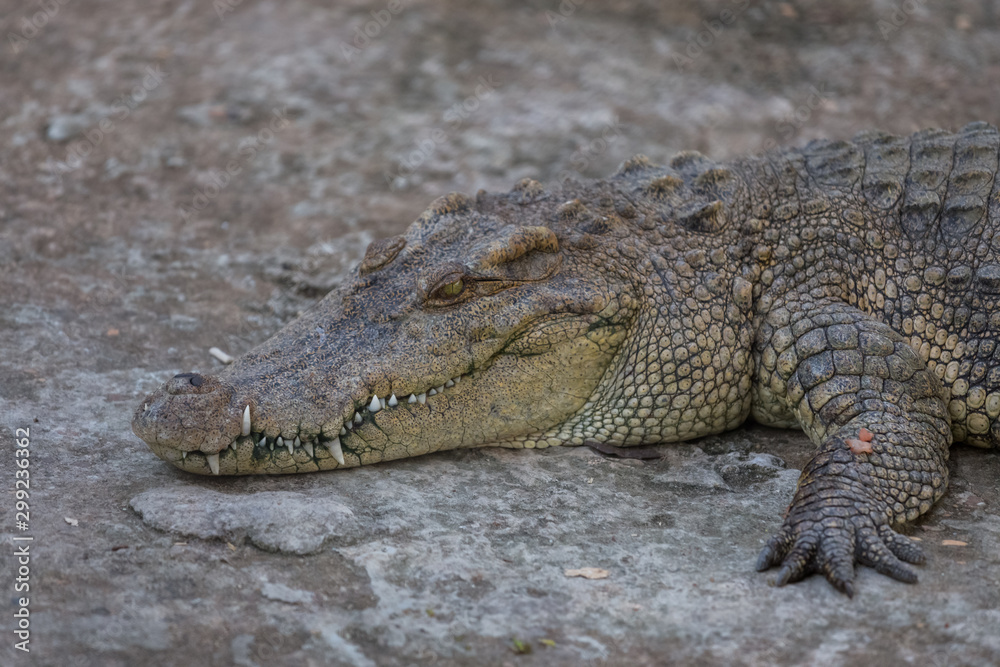 Naklejka premium Close-up of Head crocodile