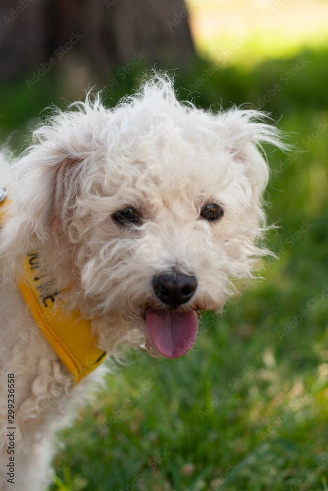 Tongue Out Poodle Tongue Out Poodle