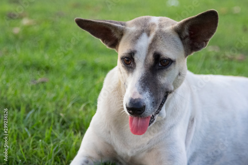 White thai dog gazing something in the park