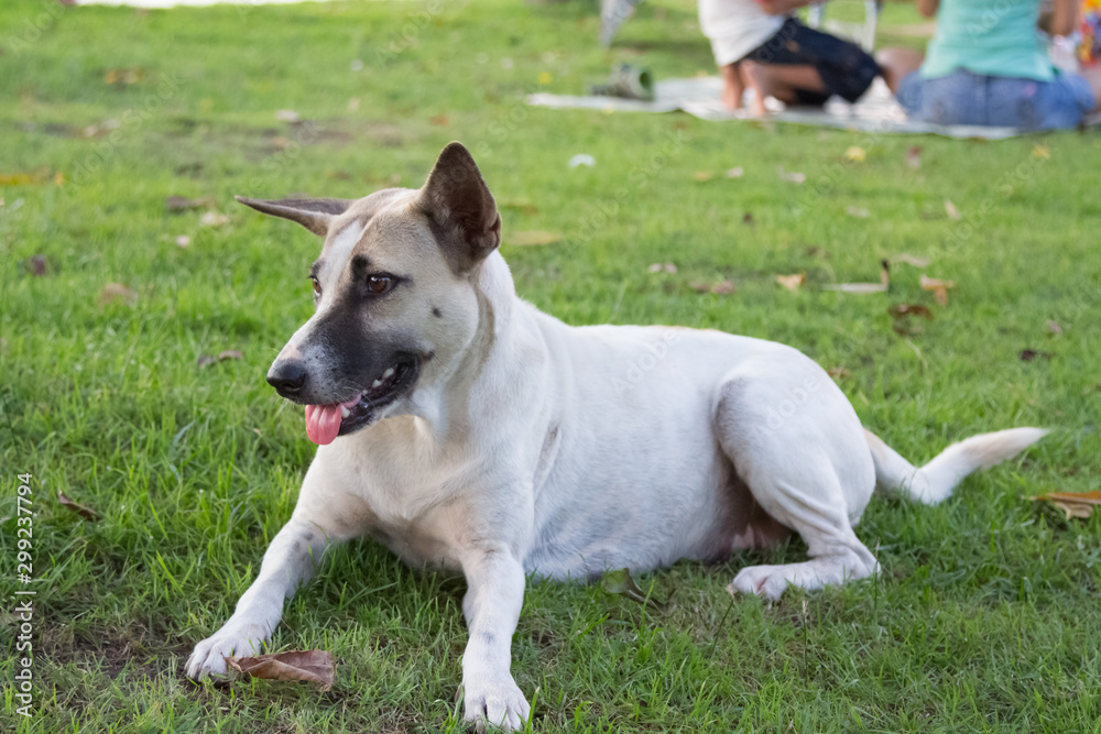 White thai dog gazing  something in the park