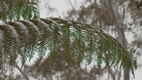 Snow-covering the top of green ferns at Barrington Tops National Park, New South Wales, Australia photo