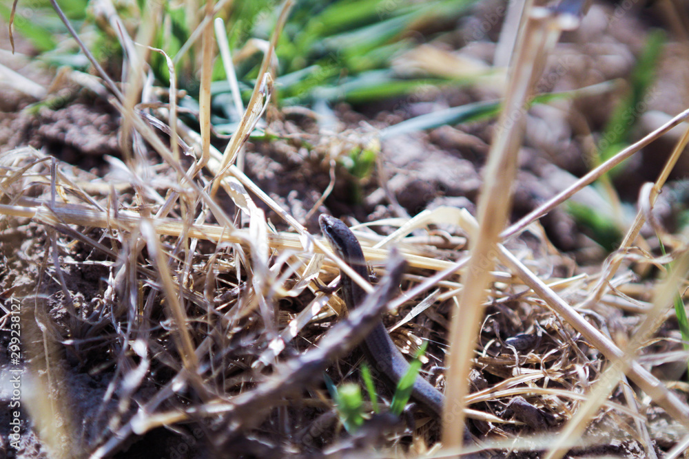A snake-like lizard amidst grass. It lives in Kazakhstan A snake-like lizard amidst grass. It lives in Kazakhstan