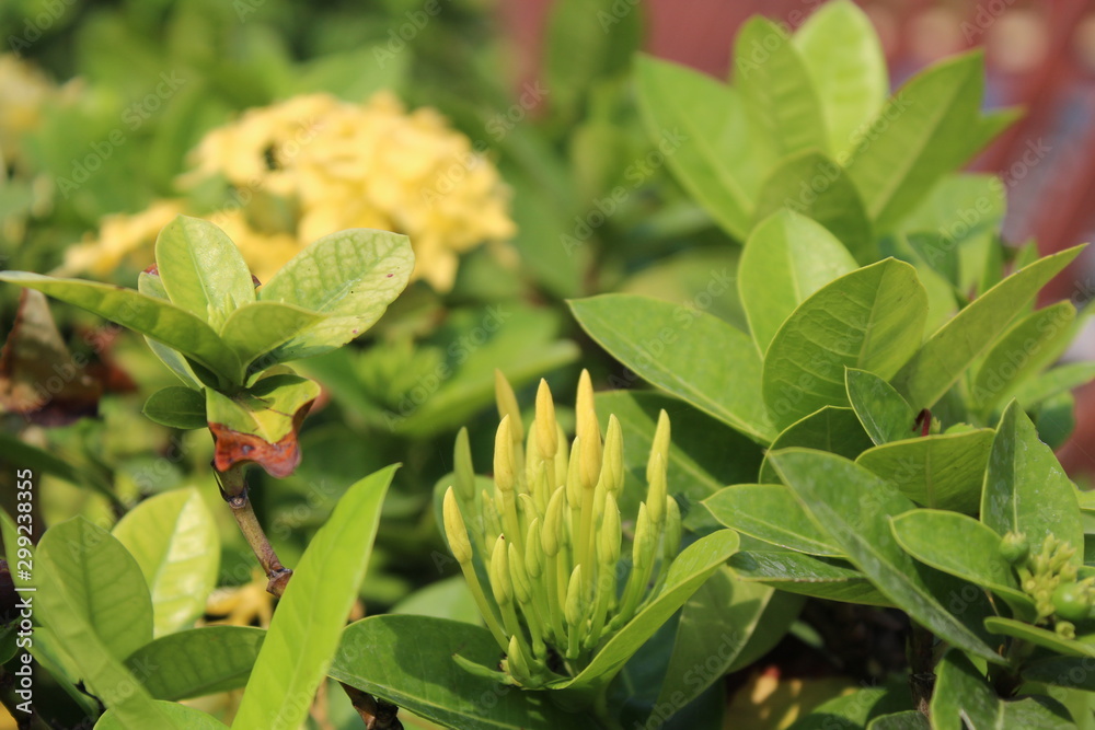 Ashoka flowers are beautiful and very romantic Ashoka flowers are beautiful and very romantic