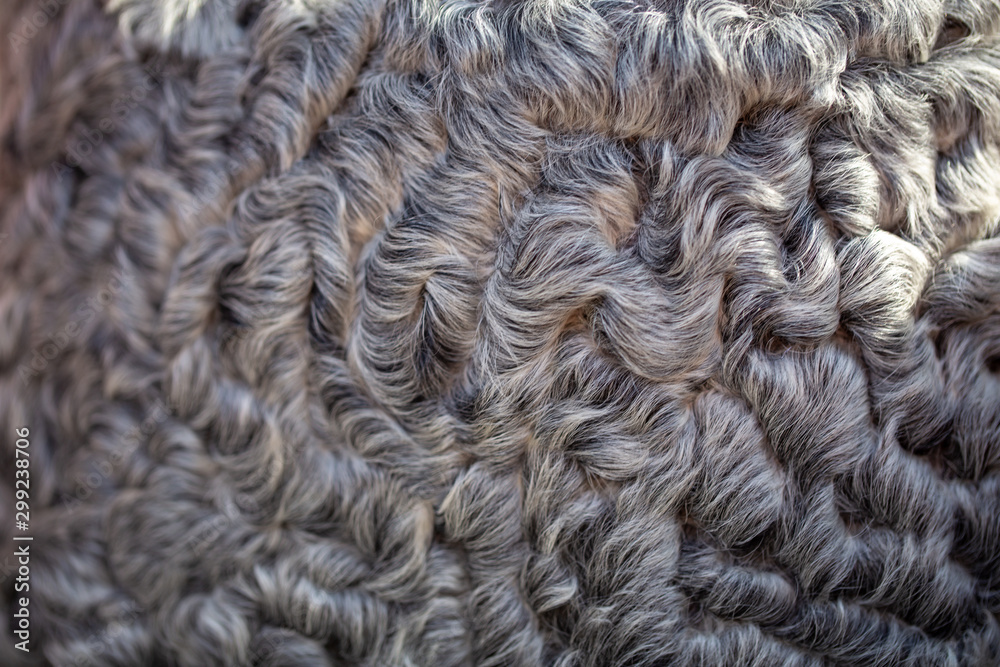 texture of gray astrakhan fur. natural background texture of gray astrakhan fur. natural background