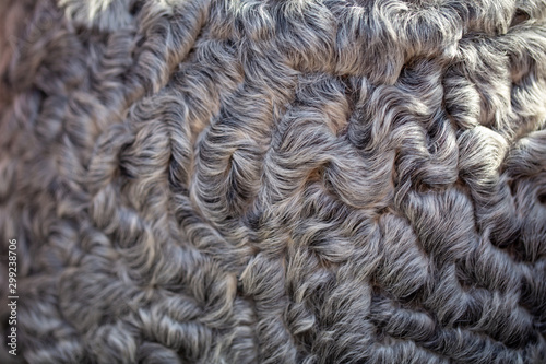 texture of gray astrakhan fur. natural background