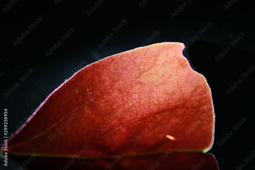 Detail of red leave with light on dark background. Closeup of portion of red leaf. Detail of red leave with light on dark background. Closeup of portion of red leaf.
