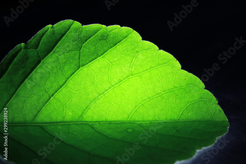 Closeup of portion of green netted veins leaf, reticulate venation of green leave with light.