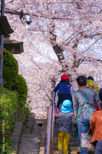 池上本門寺の満開の桜