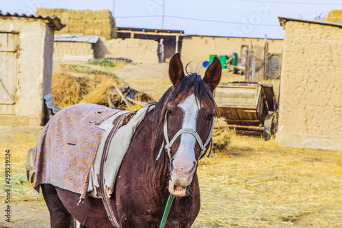 Yawning horse in the background of a typical village photo