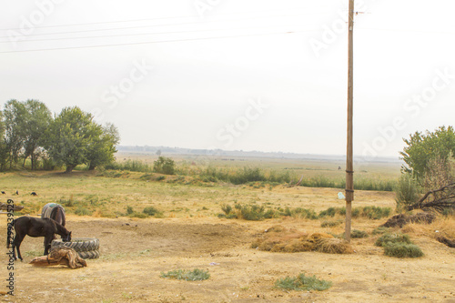 The Kazakh village is aul. Horse, foal, feeder, stump, pole, fields photo