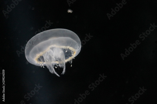 Underwater Jellyfish Abstract