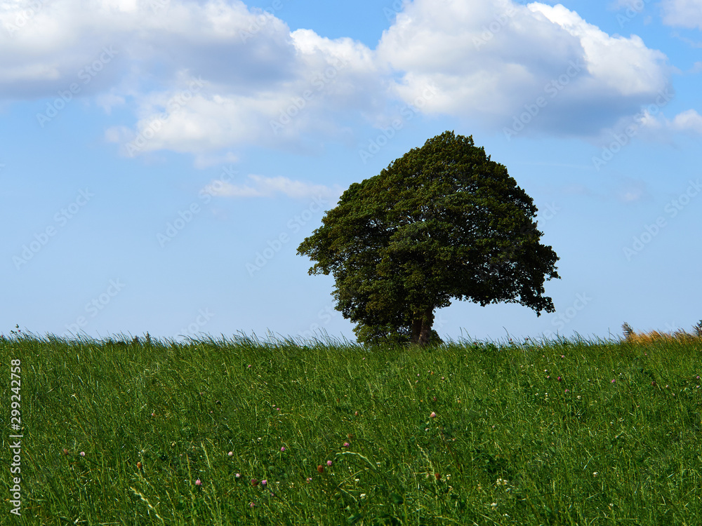 Fototapeta premium Lonely tree in the middle of a green field
